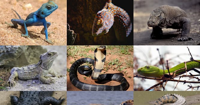 Natuur Trivia Vraag: Welke reptiel kan van kleur veranderen?