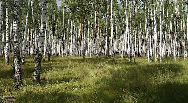 Natuur Trivia Vraag: Hoe wordt een klein bos genoemd?