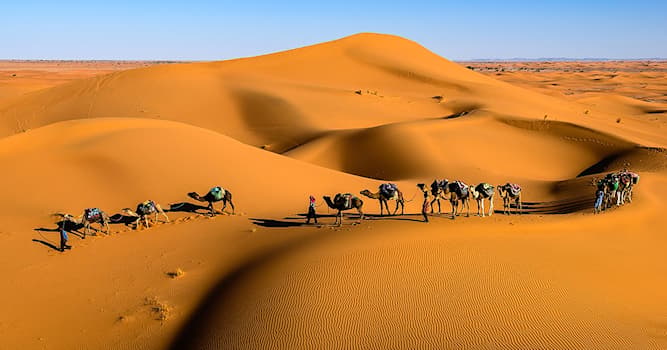 Sociedad Pregunta Trivia: ¿Cómo se llama un grupo de viajeros con camellos en el desierto?