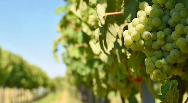 Природа Вопрос: Как называют сушеные ягоды винограда?