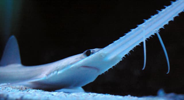 Nature Question: À quelle famille appartient le requin montré sur la photo ?