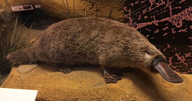 Doğa Trivia Sorusu: Hangi hayvanın perdeli ayakları, kunduz kuyruğu ve ördek gagası vardır?