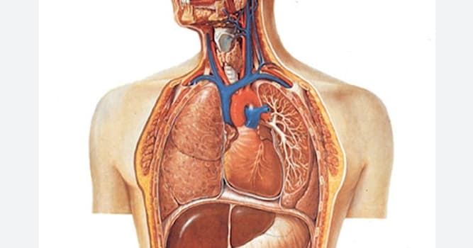 Maatschappij Trivia Vraag: Als de arts spreekt over abdomen, welk lichaamsdeel wordt er mee dan bedoeld?