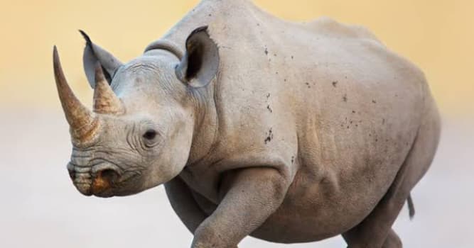 Natuur Trivia Vraag: Wat is de naam van dit dier?