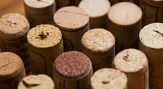 Doğa Trivia Sorusu: Mantar Nereden Gelir?