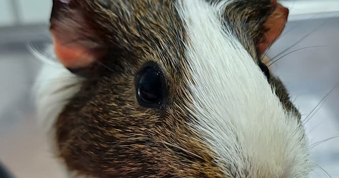Naturaleza Pregunta Trivia: ¿En qué se diferencian los conejos de los roedores?