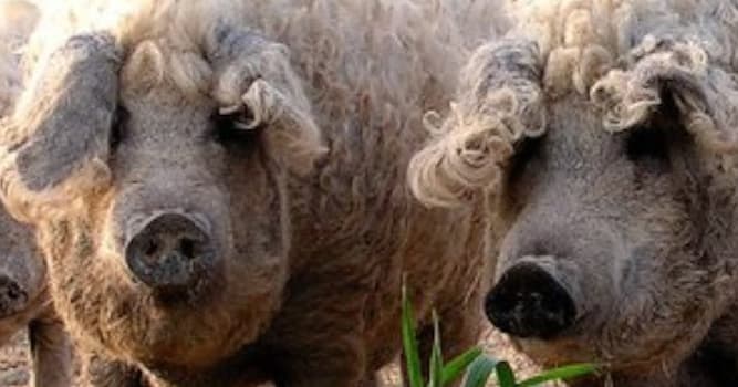 Natuur Trivia Vraag: Waar komt werelds vetste met typische krulhaar (Mangalica) varken oorspronkelijk vandaan?