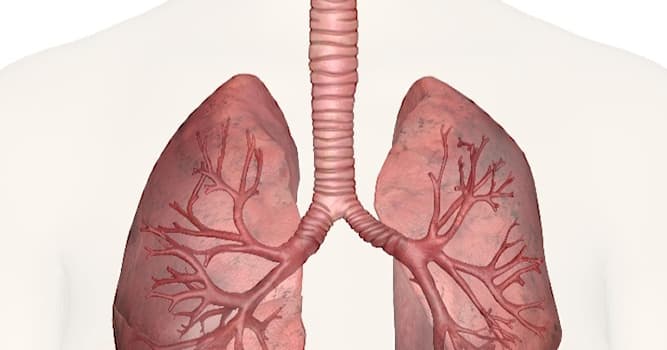 Wetenschap Trivia Vraag: Waardoor wordt tuberculose veroorzaakt?