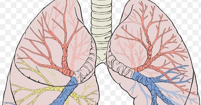 Wetenschap Trivia Vraag: Wat is bij de aandoening longembolie aan de hand?