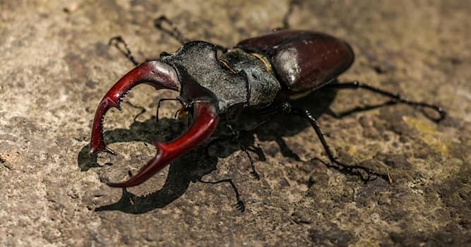 Natuur Trivia Vraag: Wat is een vliegend hert?