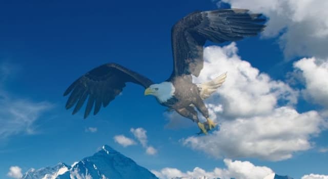 Naturaleza Pregunta Trivia: ¿Cuál es el ave que vuela más alto?