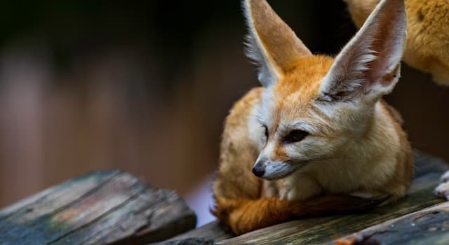 natura Pytanie-Ciekawostka: Które zwierzę znajduje się na obrazku?