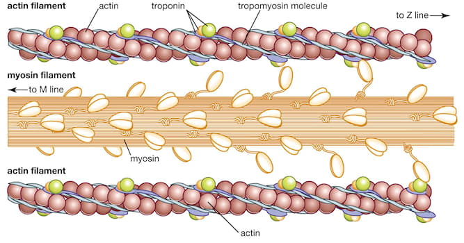 Bilim Trivia Sorusu: Kas gelişimi için hangi besin gereklidir?