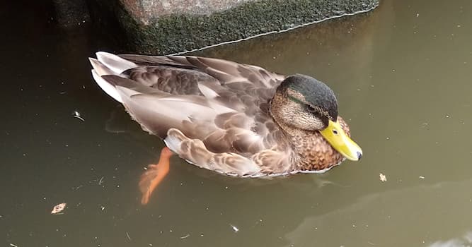 Maatschappij Trivia Vraag: De snoek, eend, panda, jaguar en kever zijn namen voor dieren. Waar kunnen deze namen nog meer naar verwijzen?