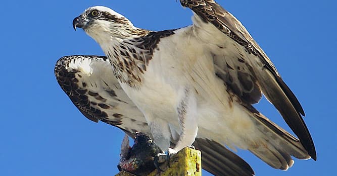 natura Pytanie-Ciekawostka: Ile jest gatunków rybołowów?