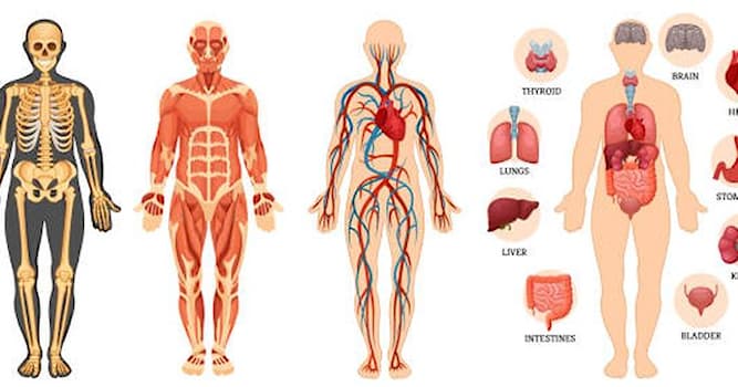 Bilim Trivia Sorusu: Göğüs boşluğu insan vücudunun neresindedir?