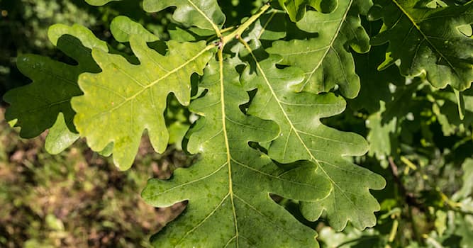 natura Pytanie-Ciekawostka: Liście jakiego drzewa są widoczne na zdjęciu?