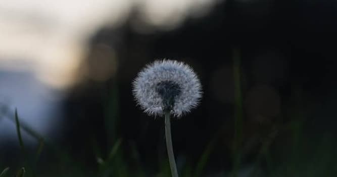 Doğa Trivia Sorusu: Bu bitkilerden hangisi ağaç değildir?