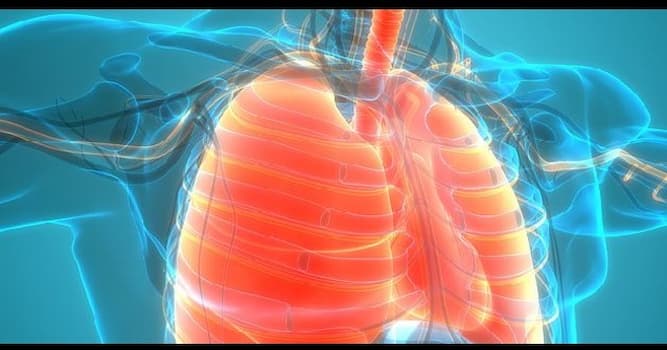 Bilim Trivia Sorusu: Aşağıdaki organlardan hangisi insanın solunum sistemine aittir?