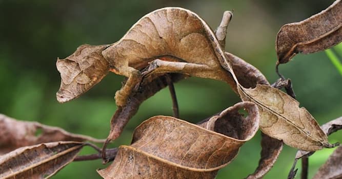 Doğa Trivia Sorusu: Yaprak Kuyruklu Gekolar Nedir?