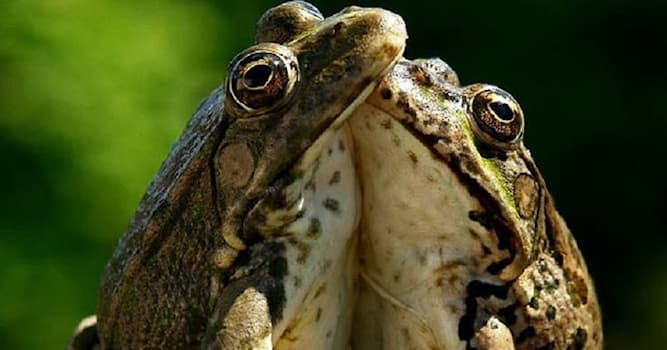 natura Pytanie-Ciekawostka: Dlaczego żaby rechoczą?