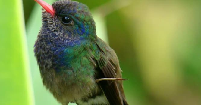 Natura Domande: Qual è l'uccello più piccolo?