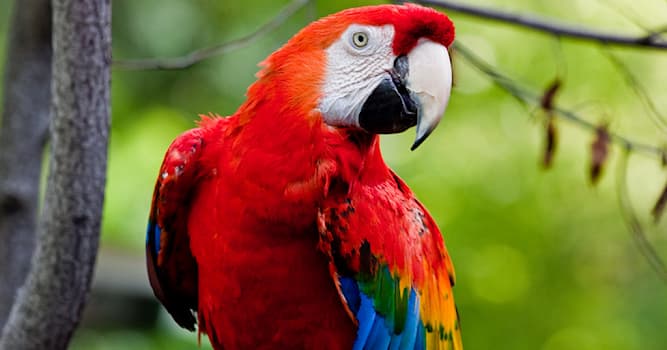 Doğa Trivia Sorusu: Hangi hayvan ses taklidi yapmasıyla bilinir?