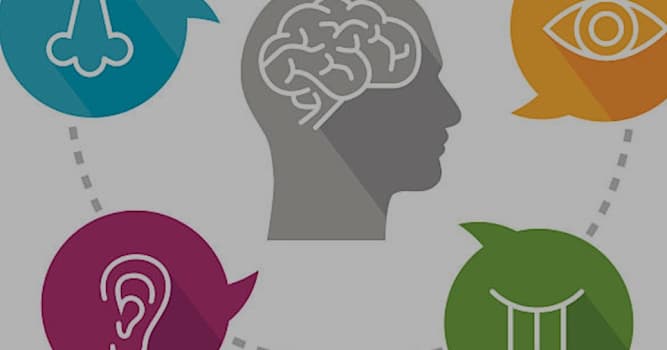 Bilim Trivia Sorusu: İris hangi duyu organında bulunur?