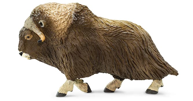 Nature Trivia Question: Which animal has the longest hair in the world?