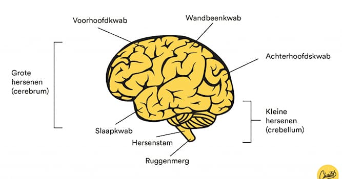 Wetenschap Trivia Vraag: Waar staat de afkorting CVA voor?