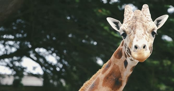 Natuur Trivia Vraag: Welk dier is bekend om zijn lange nek?