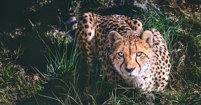 Natuur Trivia Vraag: Welk dier staat bekend als de snelste op land?