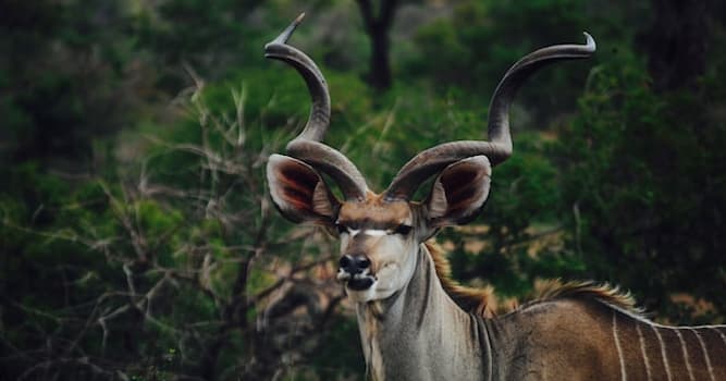 Natuur Trivia Vraag: Welk dier staat bekend om zijn unieke spiraalvormige hoorns?