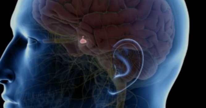 Wetenschap Trivia Vraag: Wat is de hypofyse?