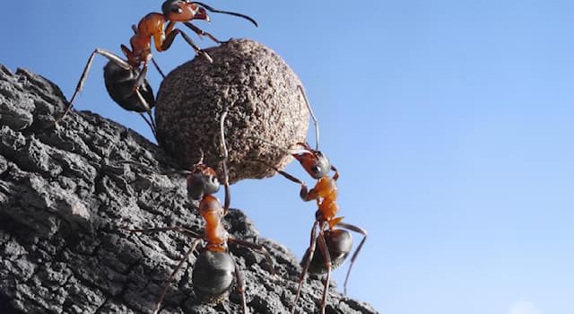 Naturaleza Pregunta Trivia: ¿Cuál es la esperanza de vida de una hormiga macho?