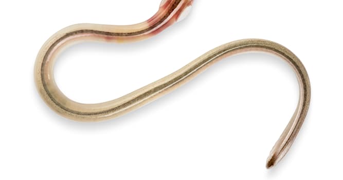 Nature Trivia Question: What fish is the coveted elver a fry of?