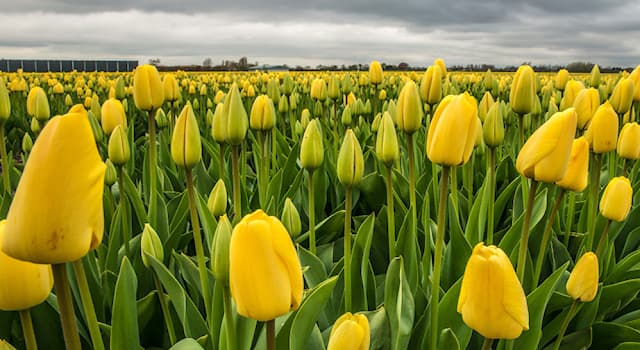 Geografia Pytanie-Ciekawostka: Które z poniższych jest znane jako "kraj tulipanów"?