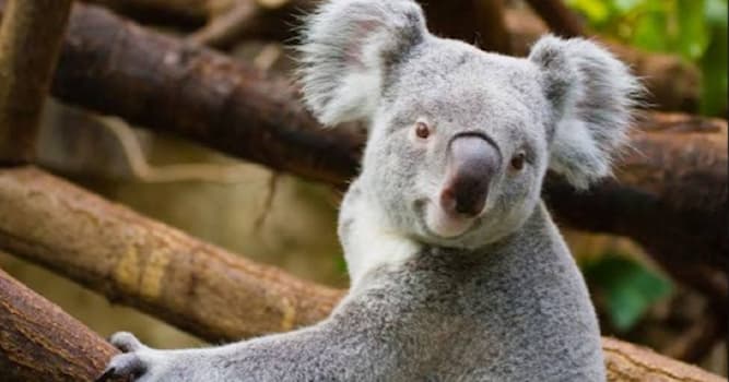Doğa Trivia Sorusu: Koala hayvanının yaşadığı tek ülke hangisidir?