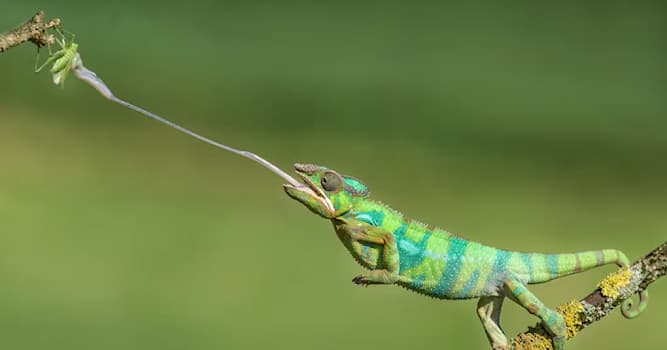 Natur Wissensfrage: Welches dieser Tiere ist dafür bekannt, dass seine Zunge bis zu einem Meter lang werden kann?
