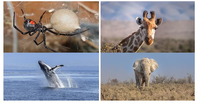 Nature Question: La « veuve noire » est une espèce de quel animal ?