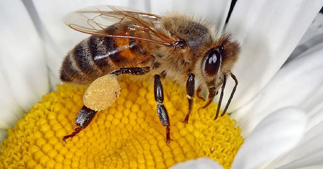 Natuur Trivia Vraag: Welke superkracht heeft een honingbij?