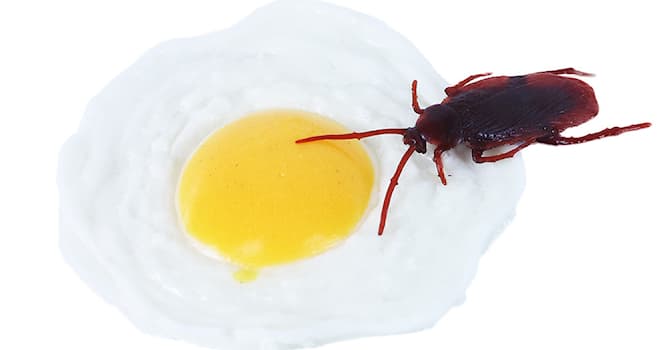 Maatschappij Trivia Vraag: Om het te gebruiken, moet je het eerst breken. Wat is het?