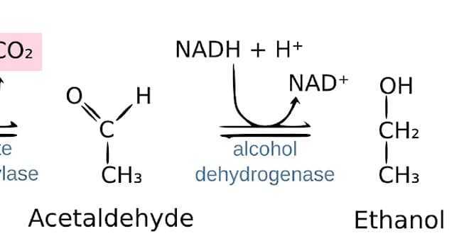 과학 상식 퀴즈: 술(에탄올)을 마시면 체내의 알코올 탈수소 효소(Alcohol Dehydrogenase)에 의해 술이 무엇으로 변하게 되는가?