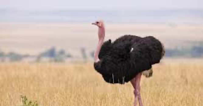 Natuur Trivia Vraag: Welk dier heeft een oog dat groter is dan zijn hersenen?