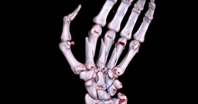 Wetenschap Trivia Vraag: Wat zijn falangen?