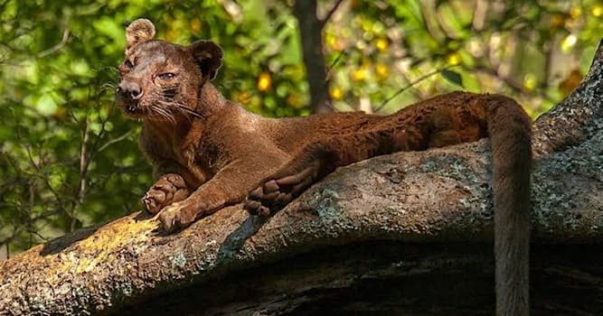 natura Pytanie-Ciekawostka: Co jedzą fossy madagaskarskie?