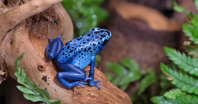 Doğa Trivia Sorusu: Görseldeki hayvanı nasıl sınıflandırabiliriz?