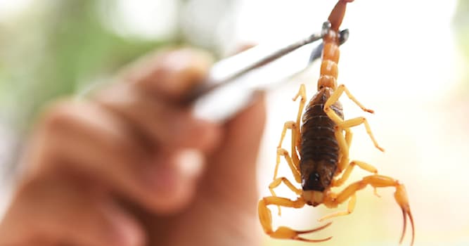 Doğa Trivia Sorusu: Zehir üreten ve kurbanlarına enjekte eden hayvanlara ne denir?