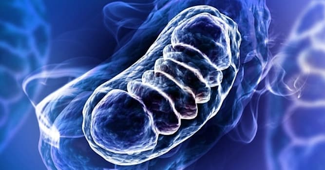 Bilim Trivia Sorusu: Mitokondri nedir?