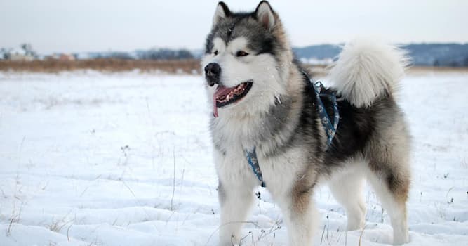 Toplum Trivia Sorusu: Dünyada kızak köpekleri nerede kullanılır?